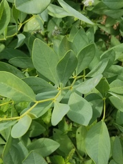 Baptisia sphaerocarpa