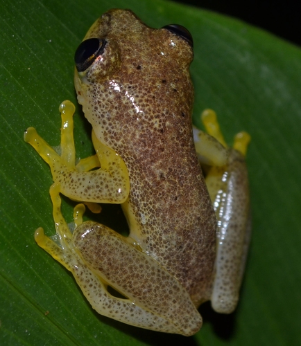 Andasibe Reed Frog