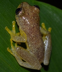 Heterixalus punctatus