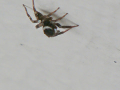 Hasarius adansoni