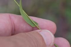 Elymus diversiglumis
