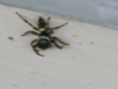 Hasarius adansoni