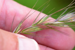 Elymus diversiglumis