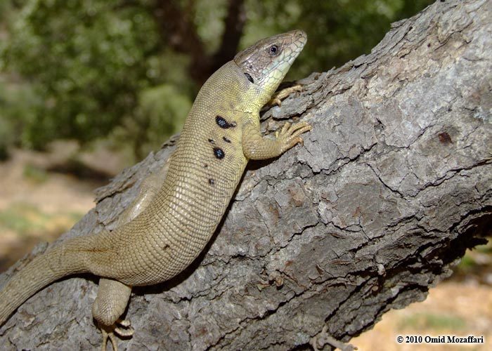 Zagrosian Lizard