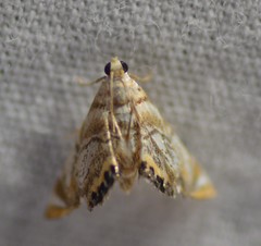 Eoparargyractis