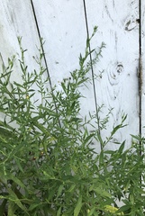 Symphyotrichum lanceolatum lanceolatum