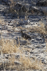 Pterocles bicinctus bicinctus