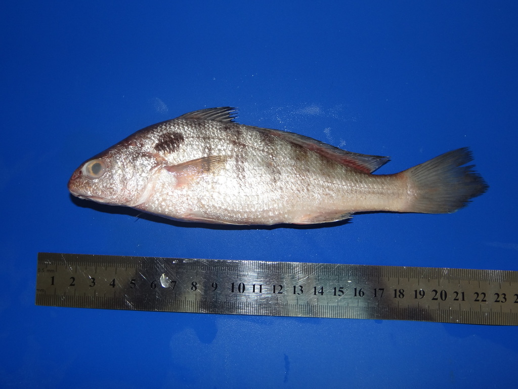 Pacific belted croaker (Paralonchurus rathbuni) — Sciaenidae