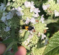 Macrosiagon dimidiata