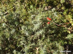 Juniperus