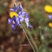 Heliophila arenaria acocksii - Photo (c) Tony Rebelo,  זכויות יוצרים חלקיות (CC BY-SA), הועלה על ידי Tony Rebelo