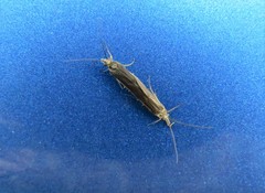 Annulipalpia