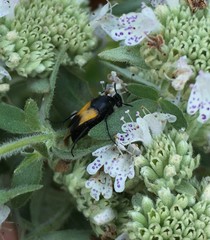 Macrosiagon dimidiata