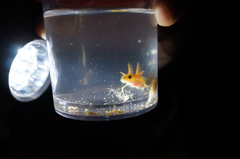 Triturus carnifex