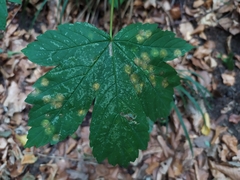 Drisina glutinosa