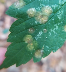 Drisina glutinosa
