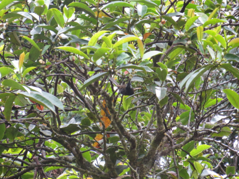 White-eared Myza (Myza sarasinorum), photo 1