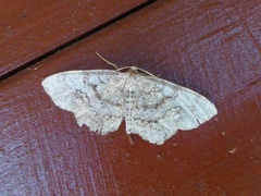Hypagyrtis piniata