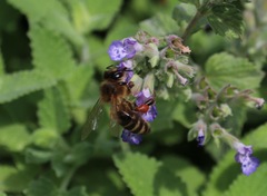 Apis mellifera