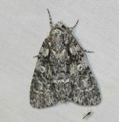 Acronicta marmorata
