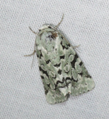 Bryolymnia viridata
