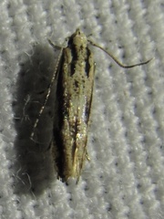 Melanocinclis lineigera