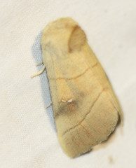 Nadata