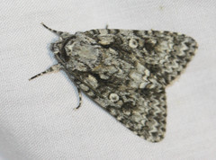 Acronicta marmorata