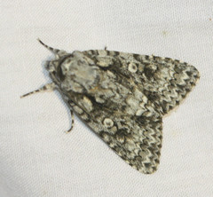 Acronicta marmorata