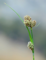 Carex heteroneura