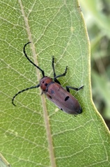 Tetraopes annulatus