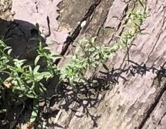Symphyotrichum pilosum pilosum