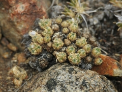 Draba densifolia