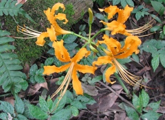 Lycoris aurea