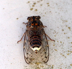 Cicada barbara