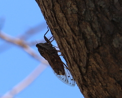 Cicada barbara