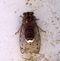 Cicada barbara