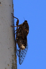 Cicada barbara
