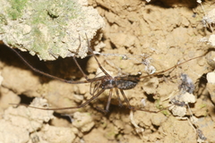 Nanocambridgea gracilipes