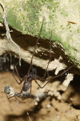 Nanocambridgea gracilipes