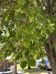 Tilia