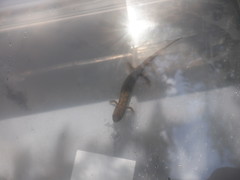 Desmognathus conanti