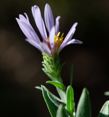 Symphyotrichum bracteolatum