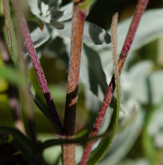 Symphyotrichum bracteolatum
