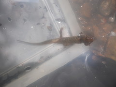 Desmognathus conanti