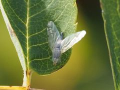 Acanthiophilus helianthi