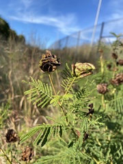 Desmanthus illinoensis