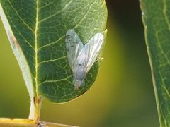 Acanthiophilus helianthi