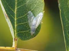 Acanthiophilus helianthi