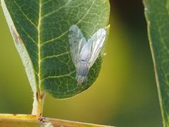 Acanthiophilus helianthi
